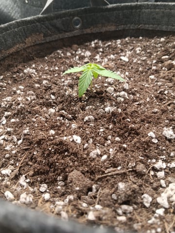 HP CC — seedling_rooting, day 16