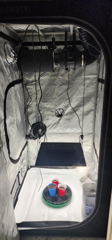 1st grow Dr. Nefario — seedling_rooting, day 7