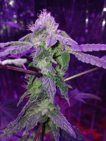 triangle kush  — flower, day 84