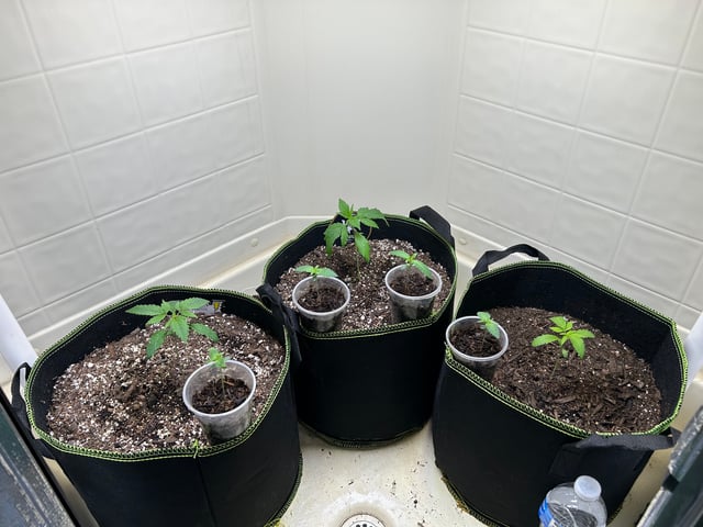 12 assed raven — germination, day 26