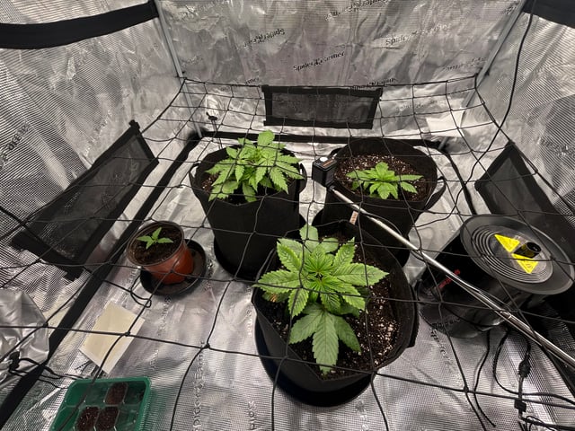 2025-26 harvest INDOOR — vegetative, day 57
