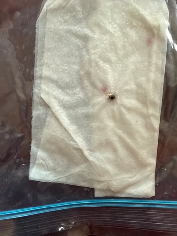 •Freedom Grow• — germination, day 4