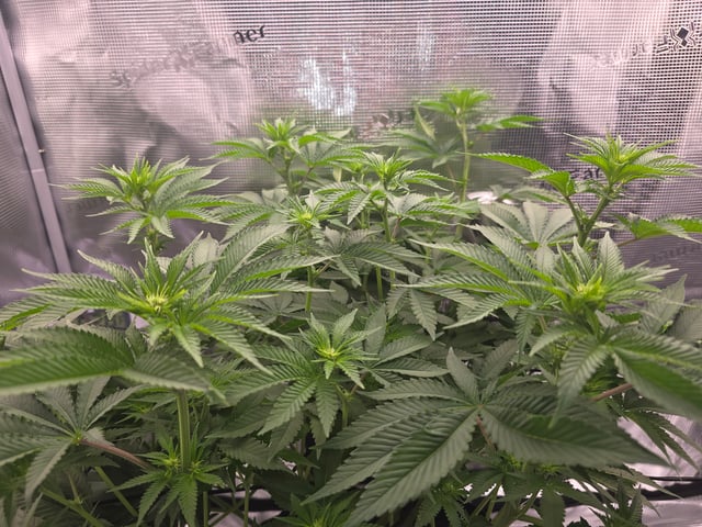 Northern lights #10 (Alaska) — flower, day 48