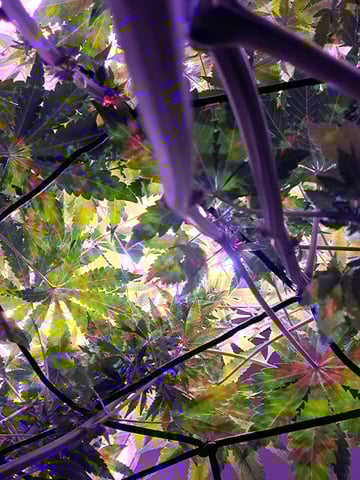 II — flower, day 61