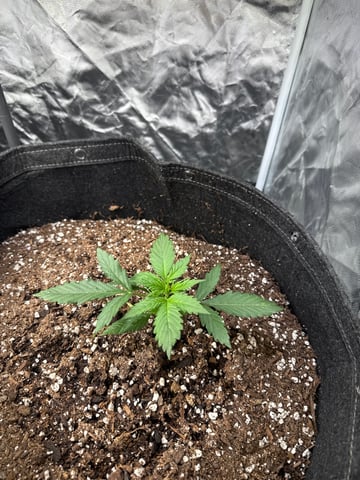 Pineapple  — vegetative, day 3