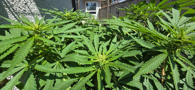 Mystery Weed Plant — flower, day 114