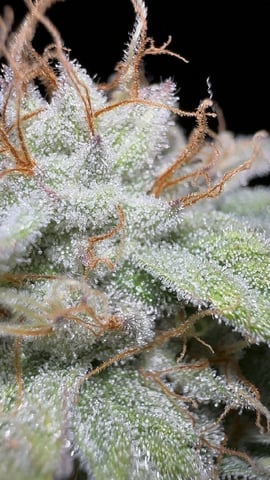 White Runtz (Barney’s Farm) — harvest, day 130