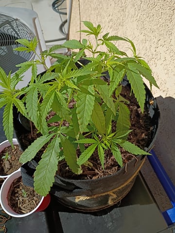 Purple Plum Perfect 💜 & 2 Grape Runtz 🍇 Mainlining garden.  — vegetative, day 60