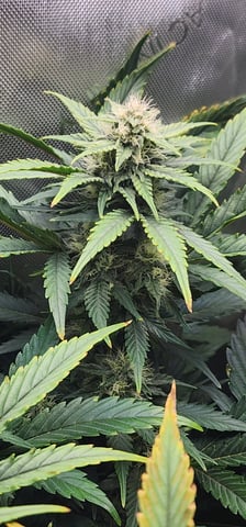 FastBuds Trainwreck Auto — flower, day 59