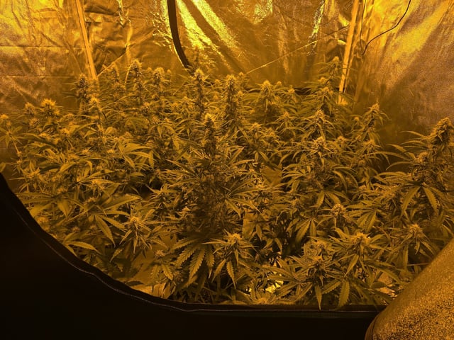 3rd Auto Grow — flower, day 74