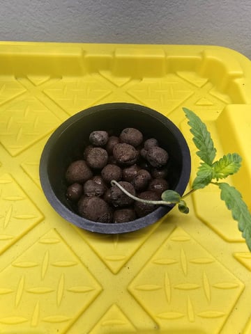 Oceanz 16 — seedling_rooting, day 2