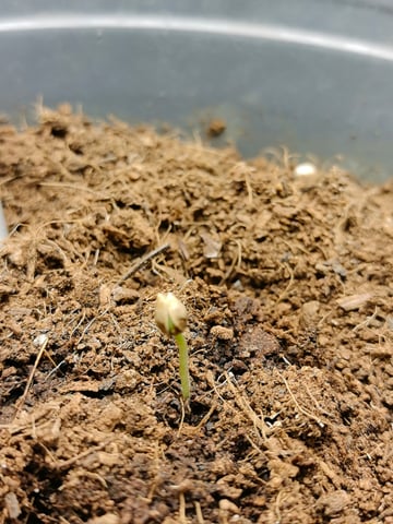 First grow in first set up — seedling_rooting, day 8