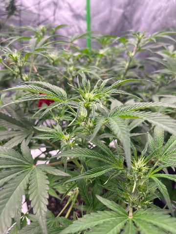 tropicana cookie purple  — flower, day 47