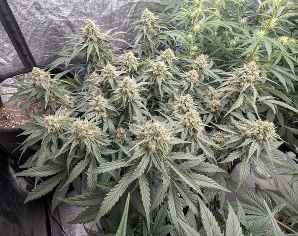 Perpetual Autoflower Mixed Grow #3 — vegetative, day 49