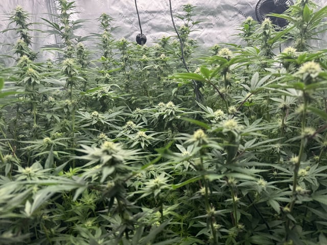7 Strains 14 Plants 