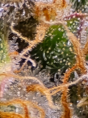 Durban Poison — harvest, day 100