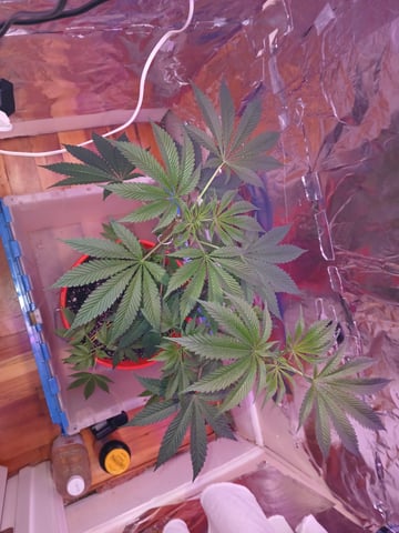 triangle kush  — vegetative, day 17