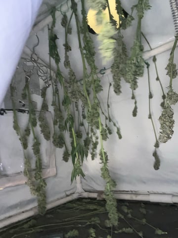 white 🕷️  — harvest, day 136