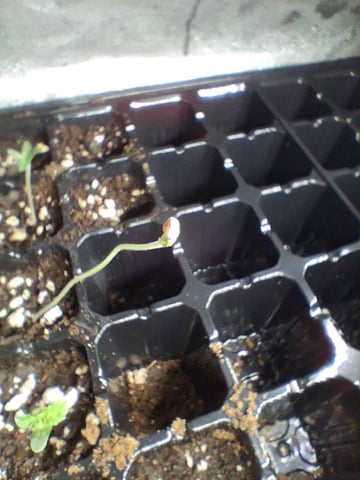 Free Seeds — seedling_rooting, day 13