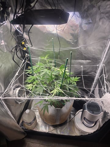 Looking for advice! — flower, day 55