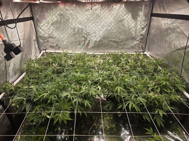 Dante's Inferno Rerun — flower, day 111