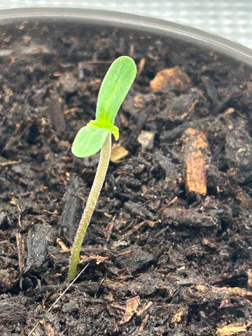 2025-26 harvest INDOOR — seedling_rooting, day 34