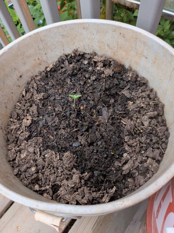 2026 — seedling_rooting, day 14