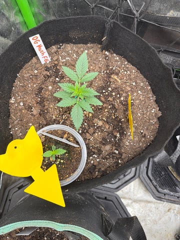 Indoor & Outdoor Grow 6 — vegetative, day 6