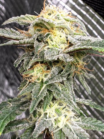 Blueberry critical kush x purple peyote wifi  and one L.a kush cake . — flower, day 32