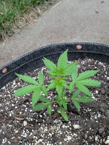 Gorilla Cookies Auto — seedling_rooting, day 21
