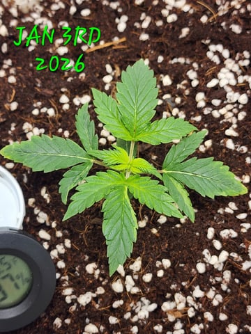Dos Si Dos. Indica — seedling_rooting, day 9