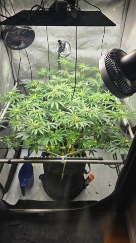 ethos genetics  — flower, day 86