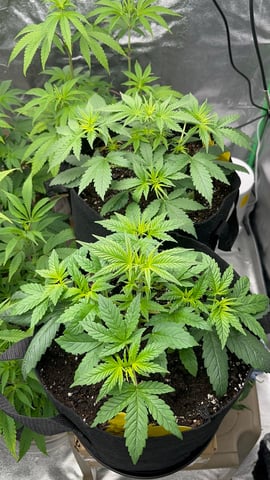 420 Fast Buds Mixed Pack — vegetative, day 26