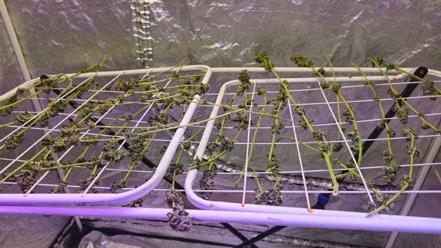 first grow adventure  — harvest, day 99