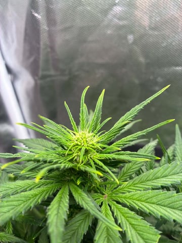 Banana Purple Punch Auto — flower, day 33