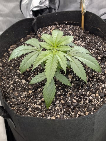 Cinderella 99 — vegetative, day 22