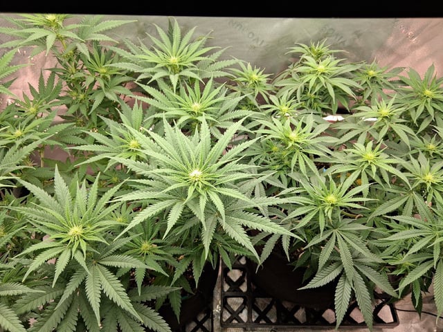 fruity pebbles, cap junky — flower, day 72