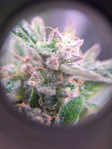 lil babies  — flower, day 55