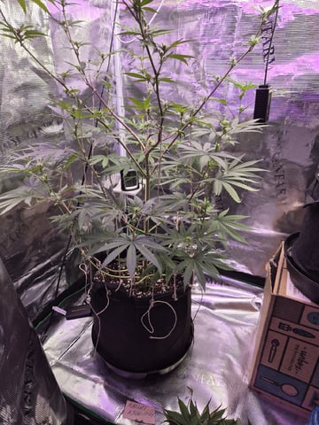 Kalini Asia Auto  — flower, day 31