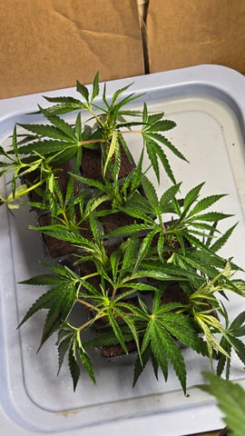 2nd Generation Clones — seedling_rooting, day 5