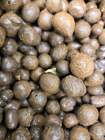 STELLA — seedling_rooting, day 8