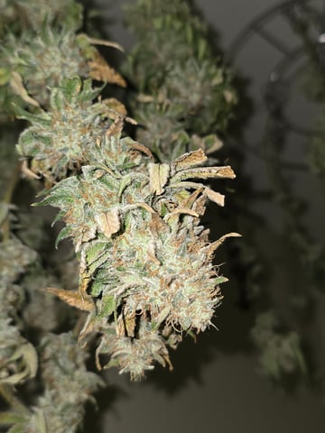 Northern lights #10 (Alaska) — harvest, day 85