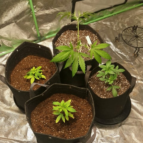 Experimental DIY Run — flower, day 7