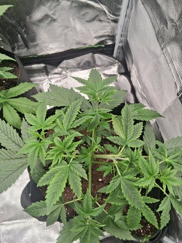 First Indoor Grow  — vegetative, day 31