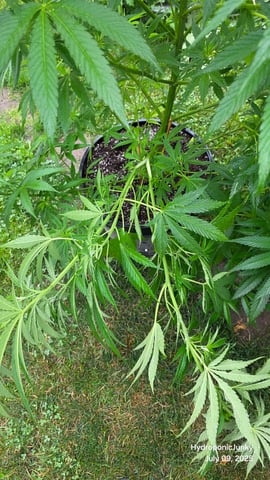 Canadian Summer Outdoor — vegetative, day 57