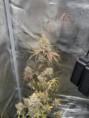 Trying to go big — flower, day 155