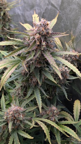 Strawberry Cheesecake Seedsman Seeds Autoflowers x2 — flower, day 101