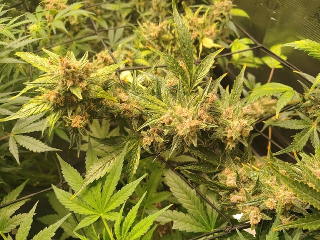 3 By 3 Tent — flower, day 1