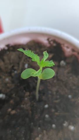 Freya's Honey — seedling_rooting, day 14