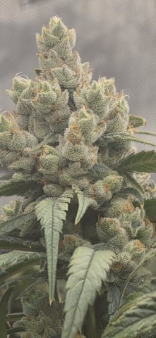 strawberry guava bx — flower, day 26